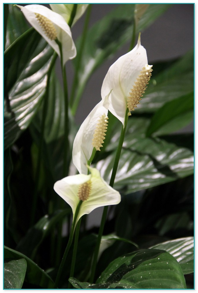Evren Stel: Small White Flowered Indoor Plants / Streptocarpella ...